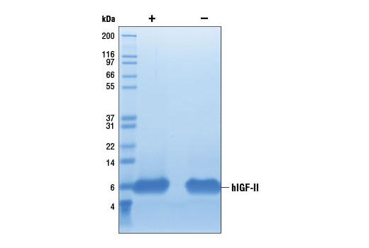  Image 2: Human Insulin-like Growth Factor II (hIGF-II)