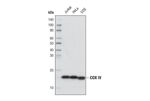 Western Blotting Image 1: COX IV (3E11) Rabbit mAb (HRP Conjugate)