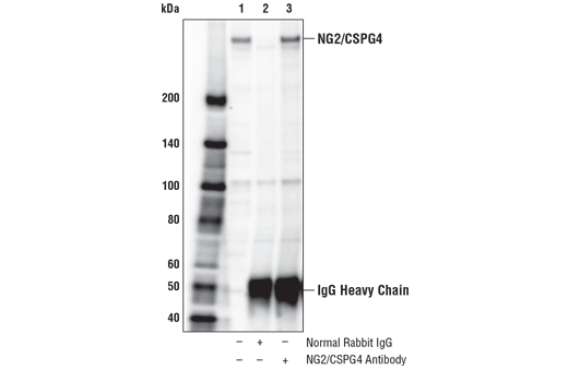 Immunoprecipitation Image 1: NG2/CSPG4 Antibody