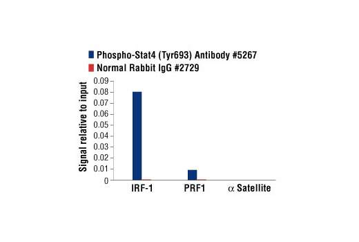 Chromatin Immunoprecipitation Image 1: Phospho-Stat4 (Tyr693) Antibody