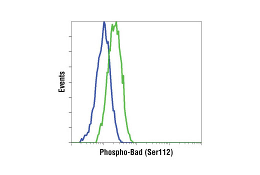  Image 14: Phospho-Bad Antibody Sampler Kit