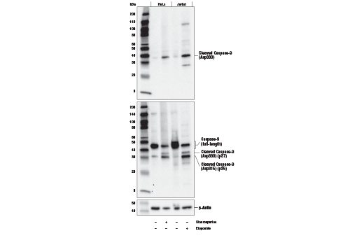  Image 3: Cleaved Caspase Antibody Sampler Kit