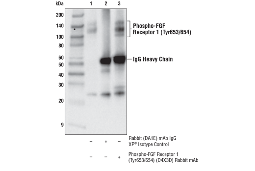 Immunoprecipitation Image 1: Phospho-FGF Receptor 1 (Tyr653/654) (D4X3D) Rabbit mAb