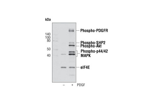Western Blotting Image 1: PathScan® PDGFR Activity Assay: Phospho-PDGFR, Phospho-SHP2, Phospho-Akt, and Phospho-p44/42 MAPK (Erk1/2) Multiplex Western Detection Cocktail II