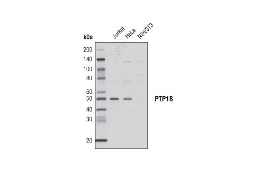 Western Blotting Image 1: PTP1B Antibody