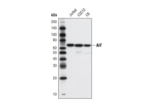  Image 8: Cell Fractionation Antibody Sampler Kit