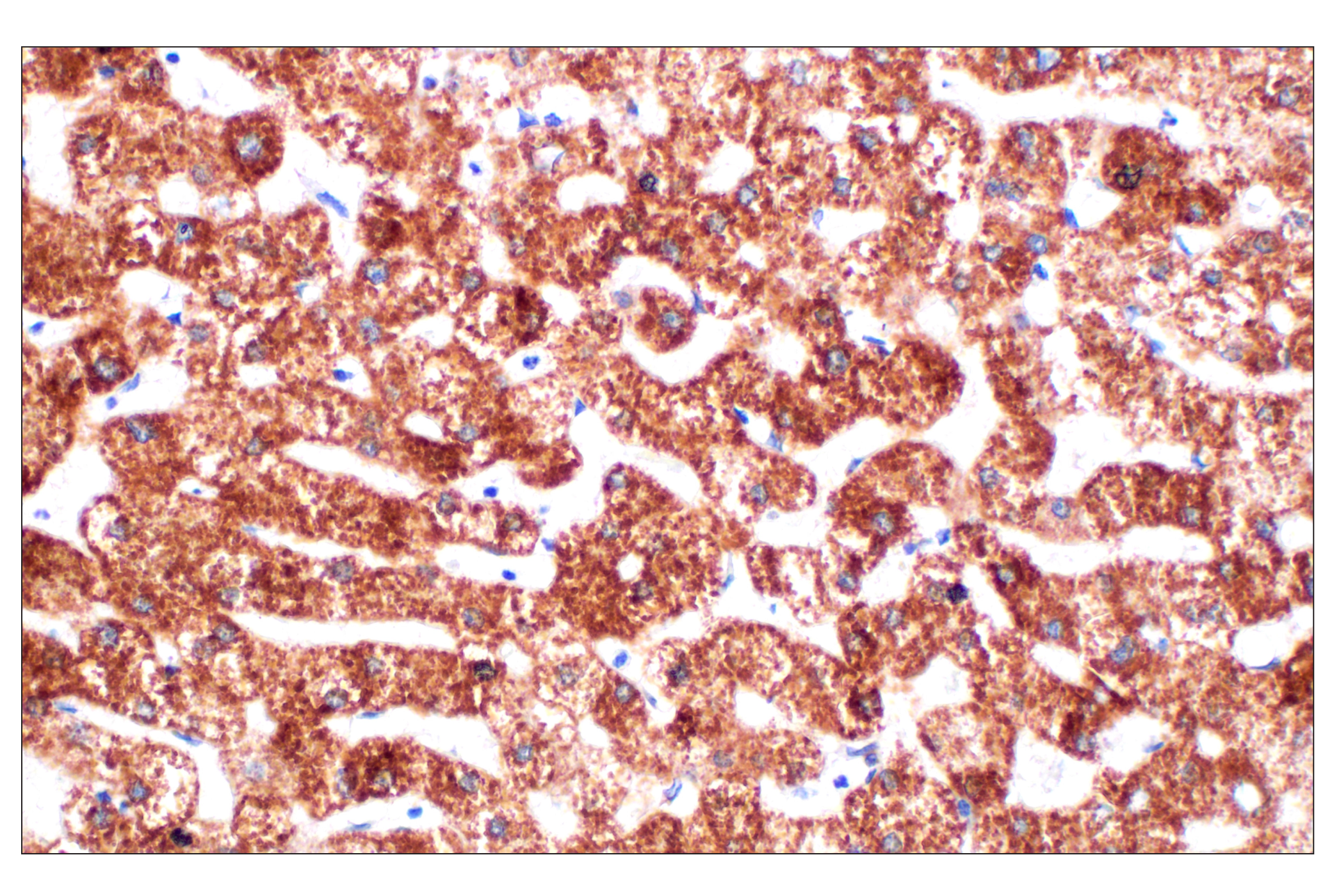  Image 46: Cell Fractionation Antibody Sampler Kit