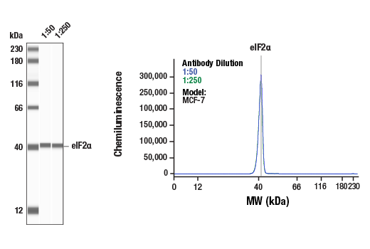  Image 1: PhosphoPlus® eIF2α (Ser51) Antibody Duet