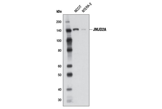  Image 5: Jumonji Family Antibody Sampler Kit