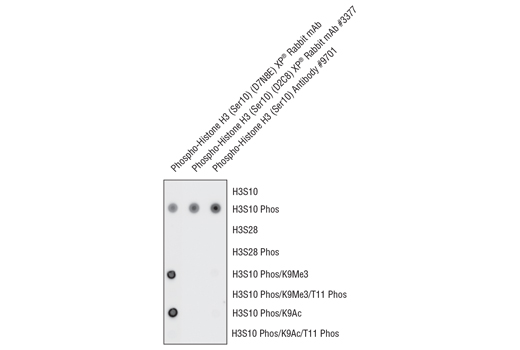  Image 1: Phospho-Histone H3 (Ser10) (D7N8E) XP® Rabbit mAb