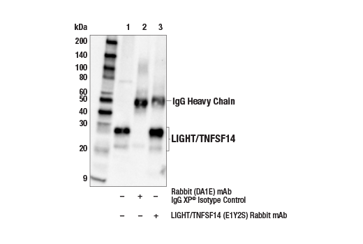 Immunoprecipitation Image 1: LIGHT/TNFSF14 (E1Y2S) Rabbit mAb