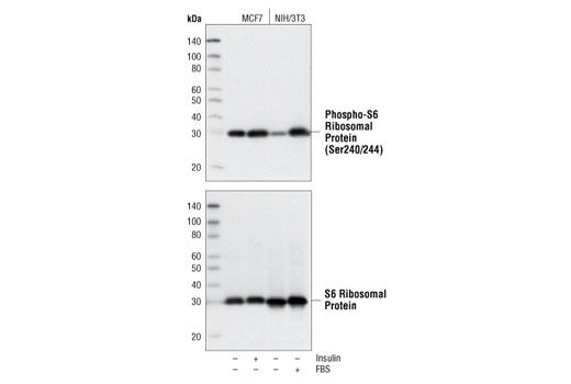 Western Blotting Image 1: Phospho-S6 Ribosomal Protein (Ser240/244) (D68F8) XP® Rabbit mAb (BSA and Azide Free)