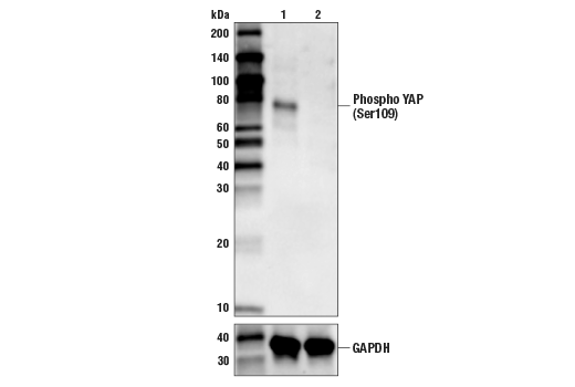  Image 7: PhosphoPlus® YAP (Ser109) Antibody Duet