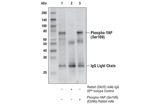 Immunoprecipitation Image 1: Phospho-YAP (Ser109) (E5I9G) Rabbit mAb