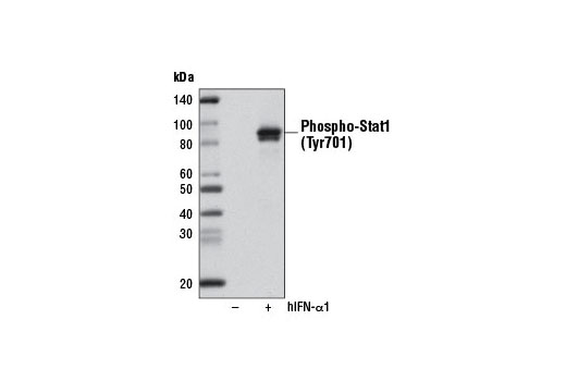 Western Blotting Image 1: Phospho-Stat1 (Tyr701) (58D6) Rabbit mAb (Biotinylated)