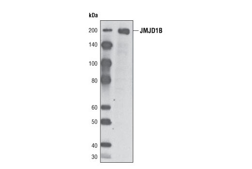  Image 7: Jumonji Family Antibody Sampler Kit
