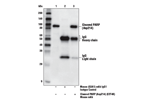 Immunoprecipitation Image 1: Mouse (G3A1) mAb IgG1 Isotype Control