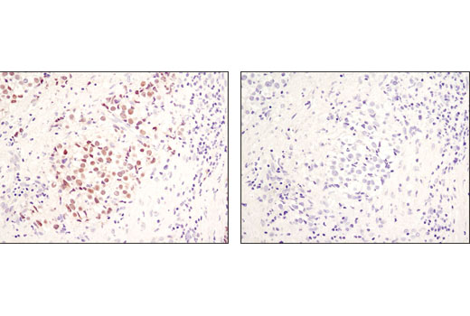 Immunohistochemistry Image 1: Mouse (G3A1) mAb IgG1 Isotype Control