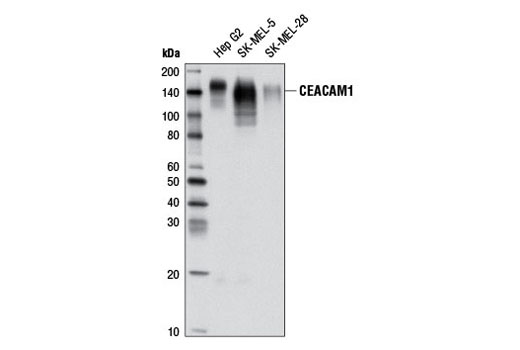 Western Blotting Image 1: CEACAM1 Antibody
