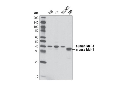  Image 9: Pro-Survival Bcl-2 Family Antibody Sampler Kit