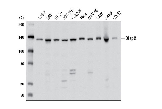 Western Blotting Image 1: Diap2 Antibody