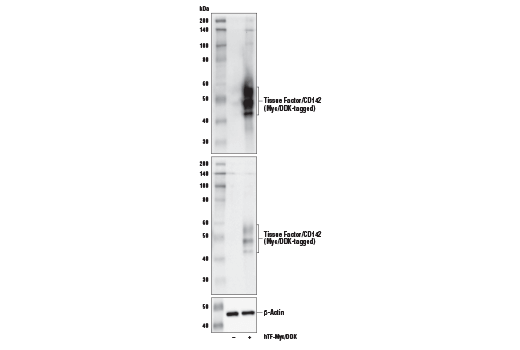 Western Blotting Image 2: Tissue Factor/CD142 (E2Y6L) Rabbit mAb