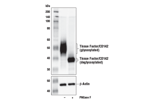 Western Blotting Image 3: Tissue Factor/CD142 (E2Y6L) Rabbit mAb