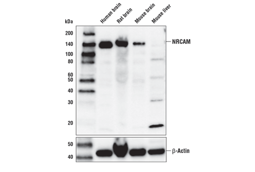 Western Blotting Image 1: NRCAM Antibody