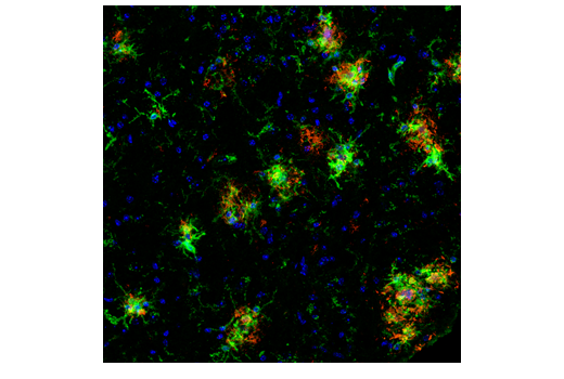  Image 9: Mouse Microglia Marker IF Antibody Sampler Kit