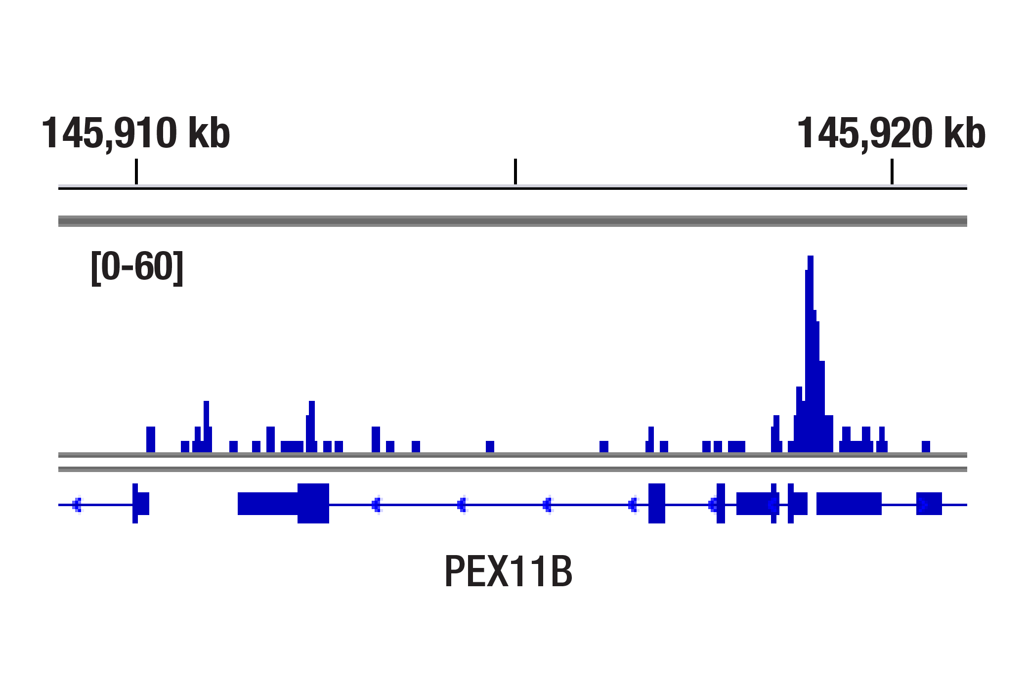 CUT and RUN Image 1: HIF-1β/ARNT (D28F3) XP® Rabbit mAb