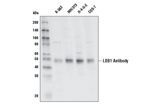 Western Blotting Image 1: LDB1 Antibody