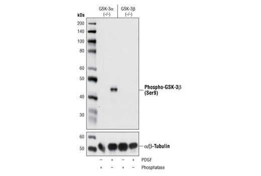  Image 3: PhosphoPlus® GSK-3β (Ser9) Antibody Duet