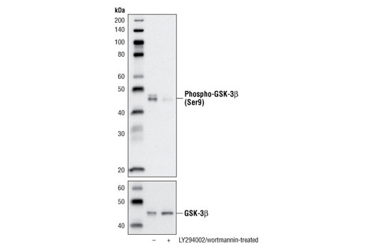  Image 5: PhosphoPlus® GSK-3β (Ser9) Antibody Duet