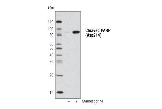 Western Blotting Image 1: Anti-biotin (D5A7) Rabbit mAb (HRP Conjugate)