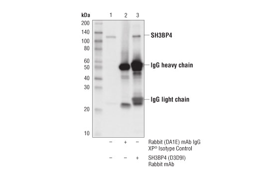 Immunoprecipitation Image 1: SH3BP4 (D3D9I) Rabbit mAb