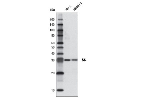 Western Blotting Image 1: Anti-biotin (D5A7) Rabbit mAb
