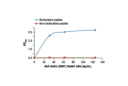  Image 2: Anti-biotin (D5A7) Rabbit mAb