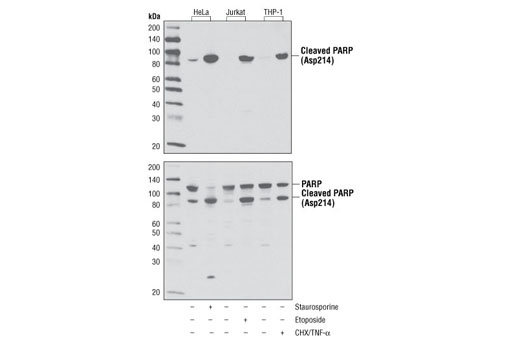  Image 4: PhosphoPlus® Cleaved PARP (Asp214) Antibody Duet