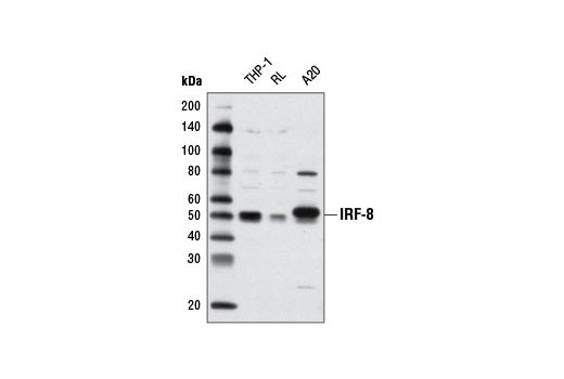  Image 18: IRF Family Antibody Sampler Kit