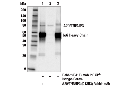Immunoprecipitation Image 1: A20/TNFAIP3 (D13H3) Rabbit mAb