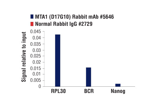 Chromatin Immunoprecipitation Image 1: MTA1 (D17G10) Rabbit mAb