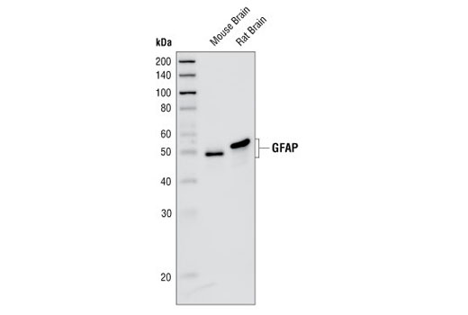 Western Blotting Image 1: GFAP (GA5) Mouse mAb (BSA and Azide Free)