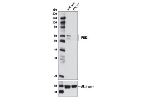  Image 9: PTEN and PDK1 Antibody Sampler Kit II