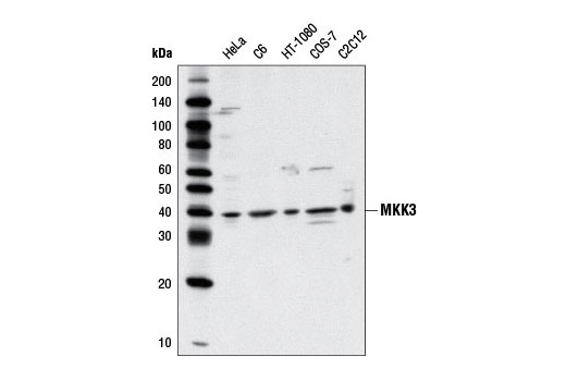 Western Blotting Image 1: MKK3 Antibody