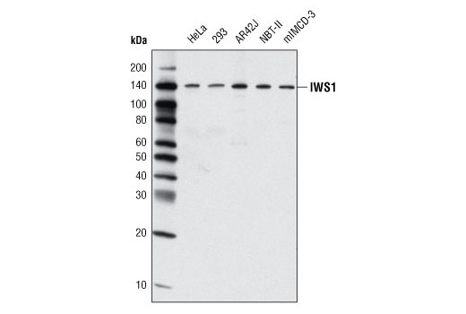 Western Blotting Image 1: IWS1 Antibody