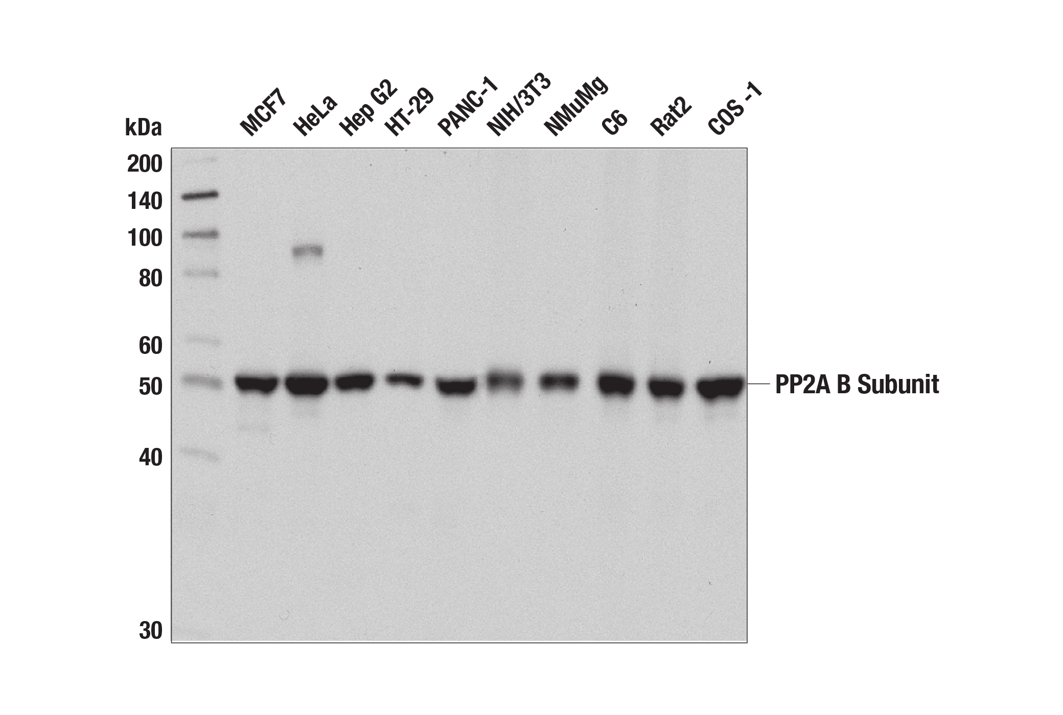 Western Blotting Image 1: PP2A B Subunit (2G9) Mouse mAb