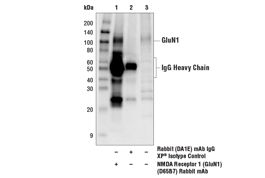 Immunoprecipitation Image 1: NMDA Receptor 1 (GluN1) (D65B7) Rabbit mAb