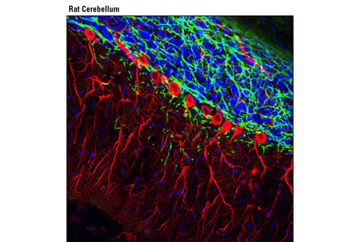 Immunofluorescence Image 1: CNPase (D83E10) XP® Rabbit mAb (Alexa Fluor® 488 Conjugate)