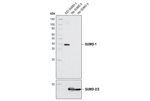 Western Blotting Image 1: SUMO-1 (2A12) Mouse mAb