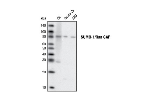 Western Blotting Image 2: SUMO-1 (2A12) Mouse mAb